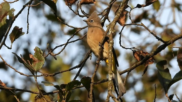 Gray Silky-flycatcher - ML445423341