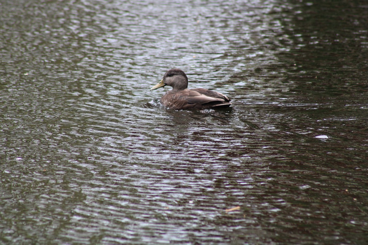 American Black Duck - ML445423501