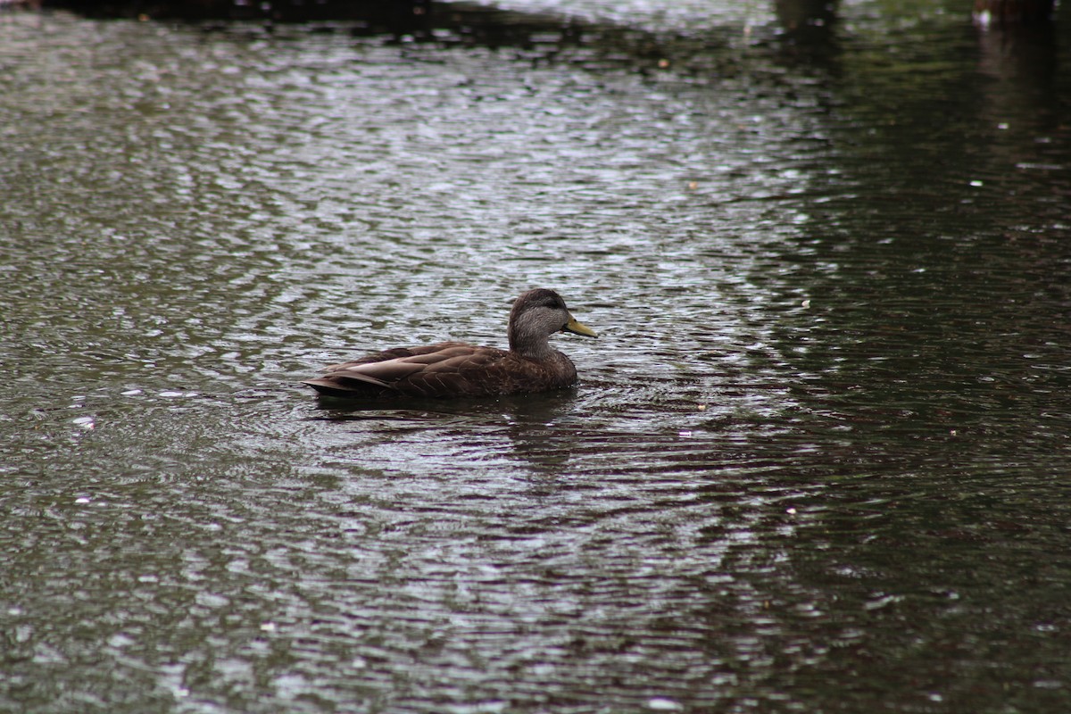 American Black Duck - ML445423531