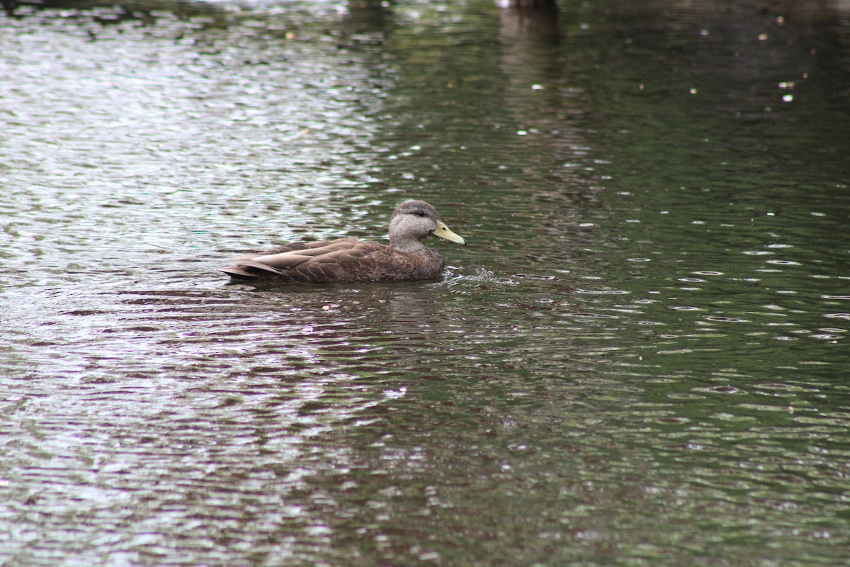 American Black Duck - ML445423601