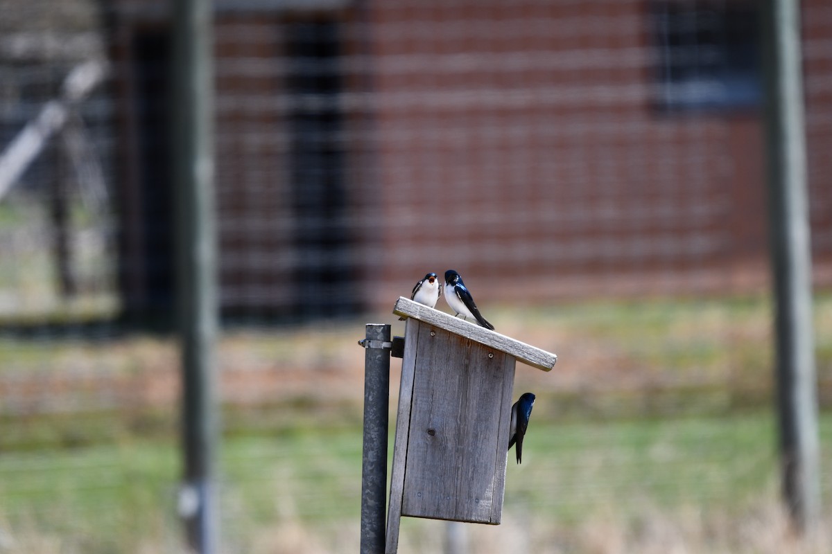 Golondrina Bicolor - ML445425511