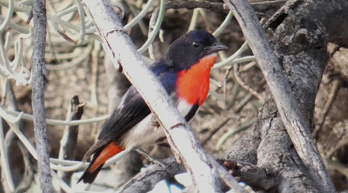 Mistletoebird - ML445425761