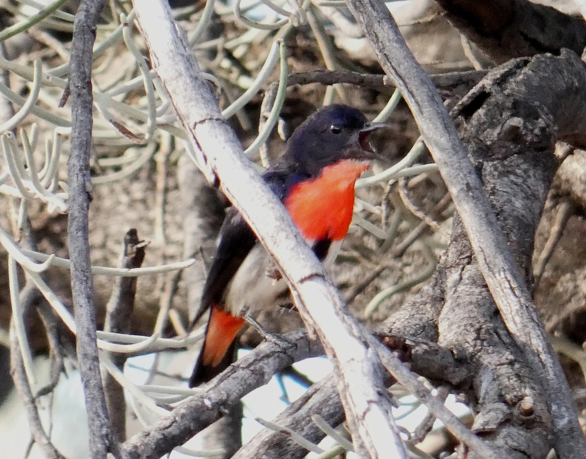Mistletoebird - ML445425771