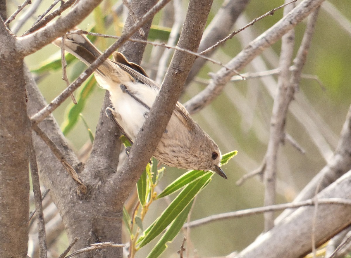 Inland Thornbill - ML445425891