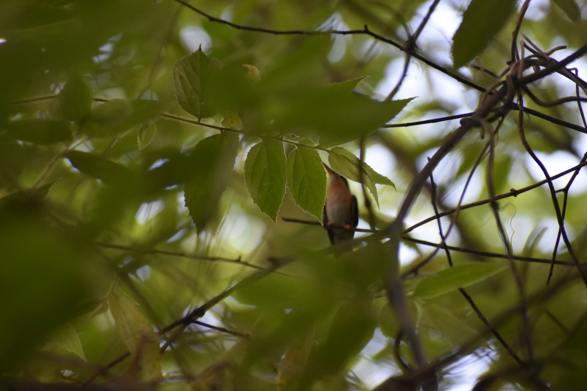 Rufous-breasted Hermit - ML445426491