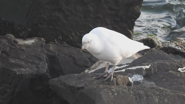 Snowy Sheathbill - ML445426611