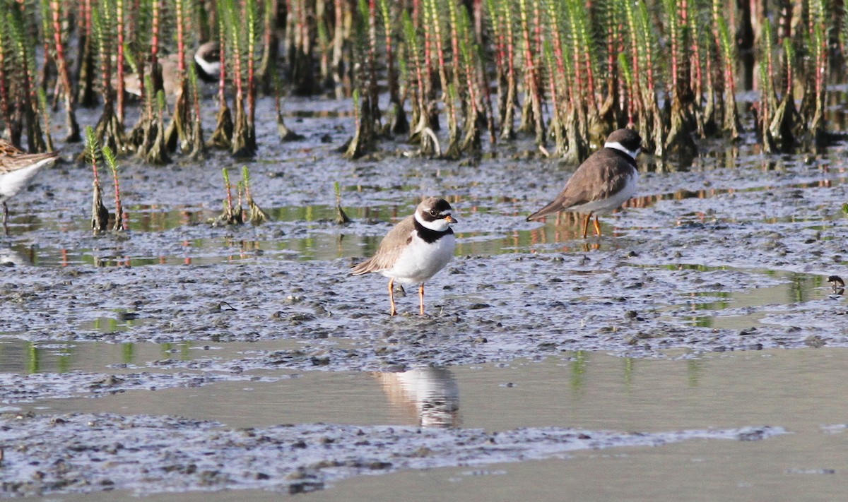 Semipalmated Plover - Tom Beeke