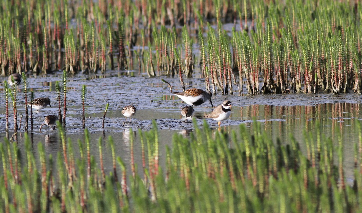 Semipalmated Plover - ML445426891