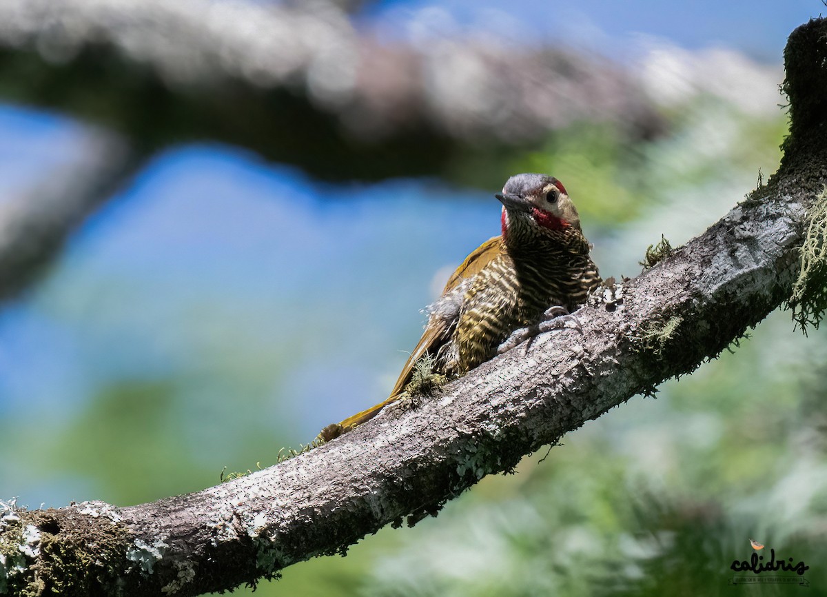 Golden-olive Woodpecker - Calidris Esperanza