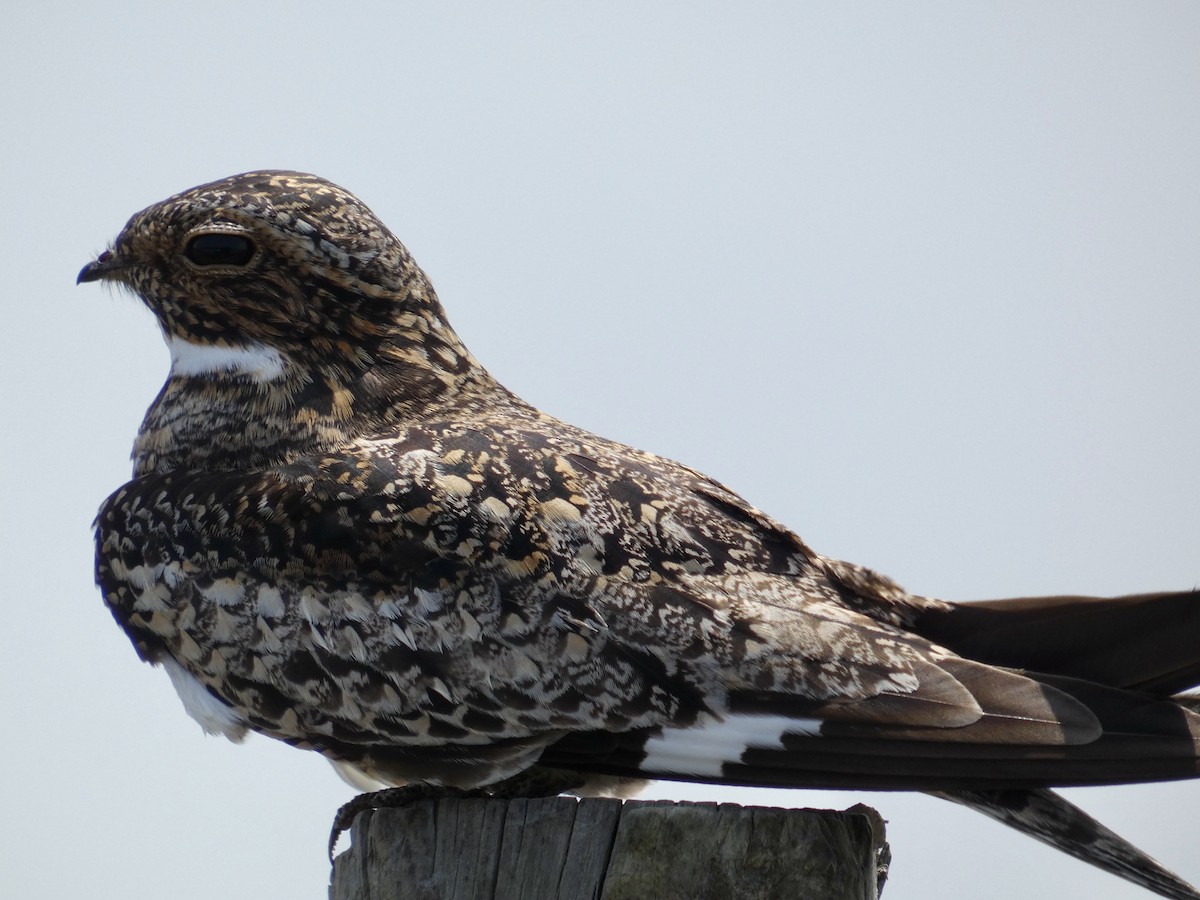 Common Nighthawk - ML445428031