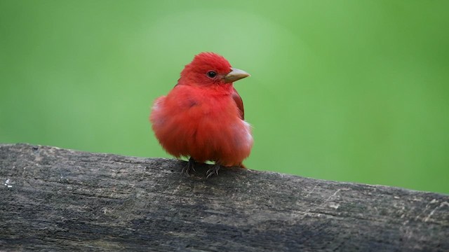 Summer Tanager - ML445428261