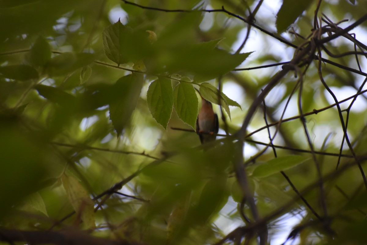 Rufous-breasted Hermit - ML445428401