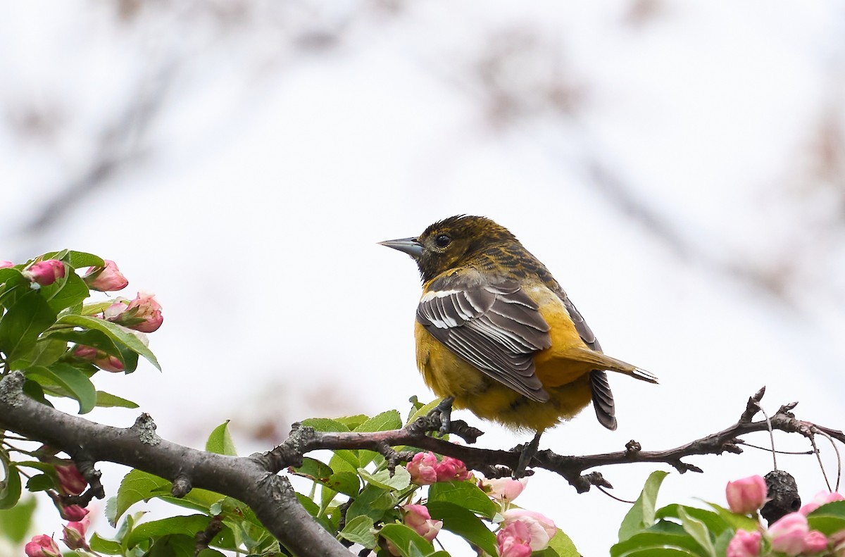 Baltimore Oriole - ML445428631