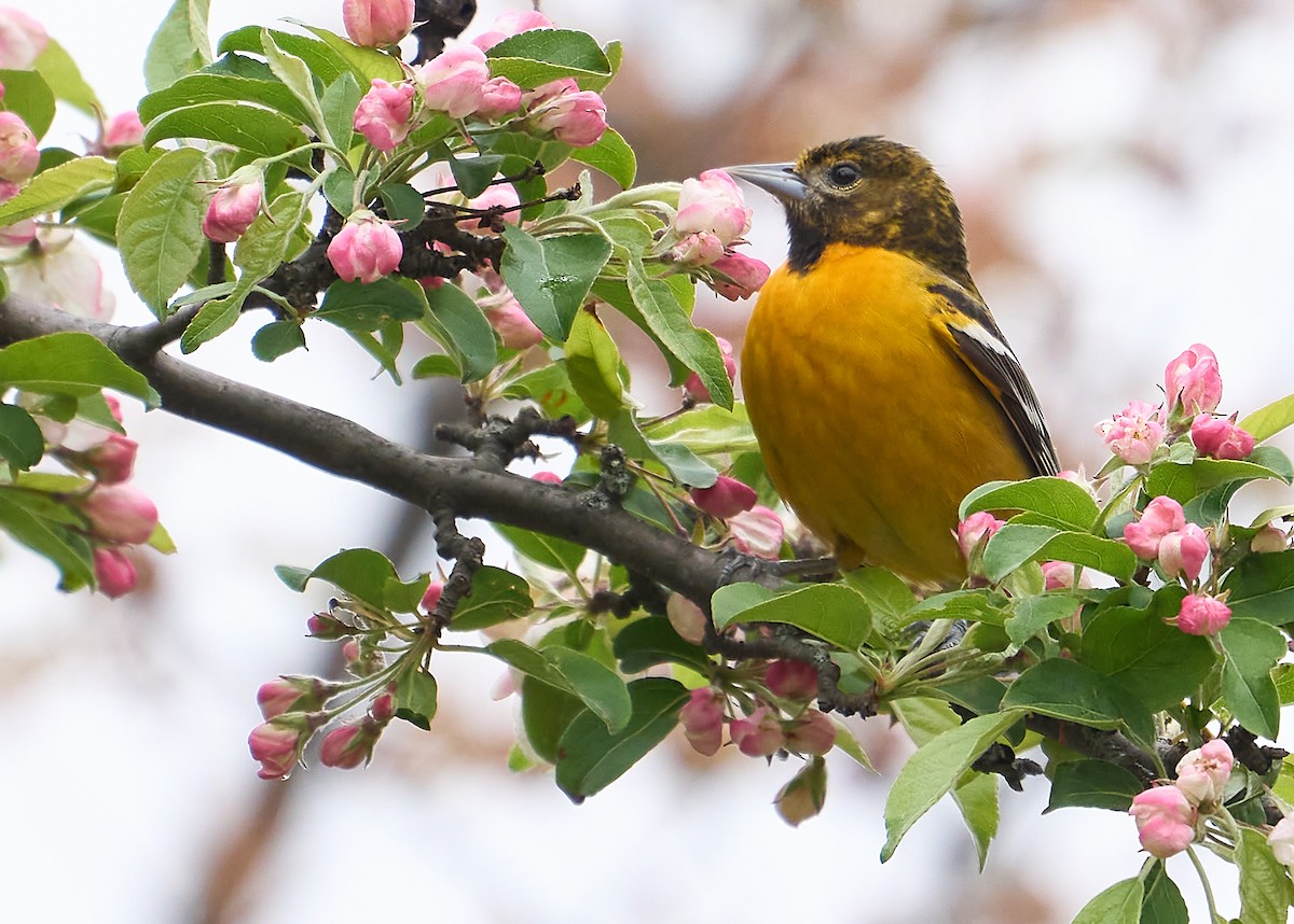 Baltimore Oriole - ML445428641