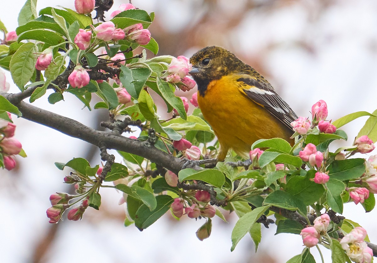 Baltimore Oriole - ML445428651