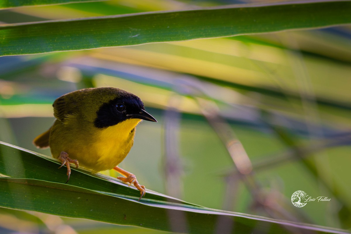 Olive-crowned Yellowthroat - ML445431171