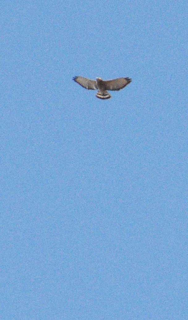 Broad-winged Hawk - Sandy Hokanson