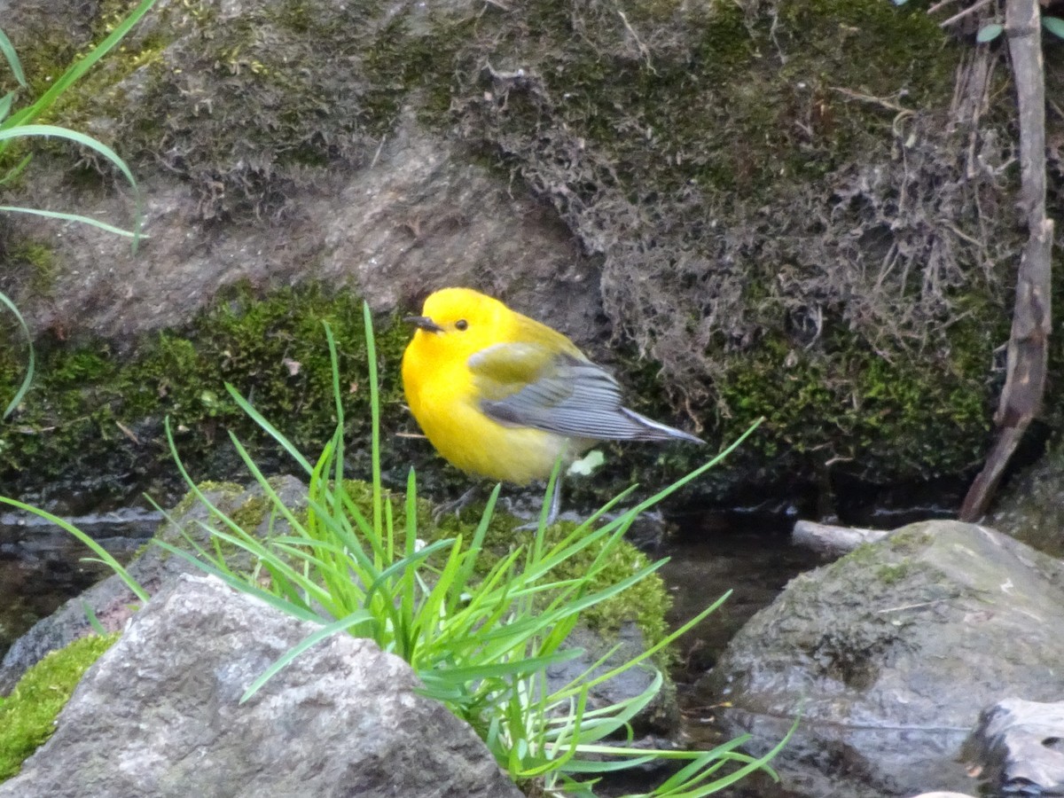 Prothonotary Warbler - ML445431361