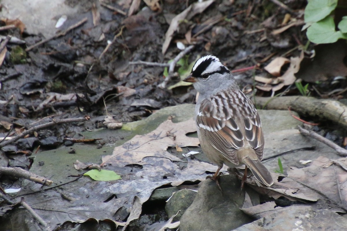 White-crowned Sparrow - ML445431401