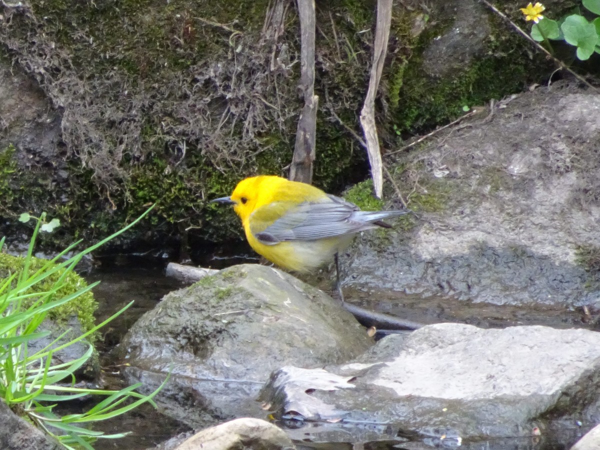 Prothonotary Warbler - ML445431421
