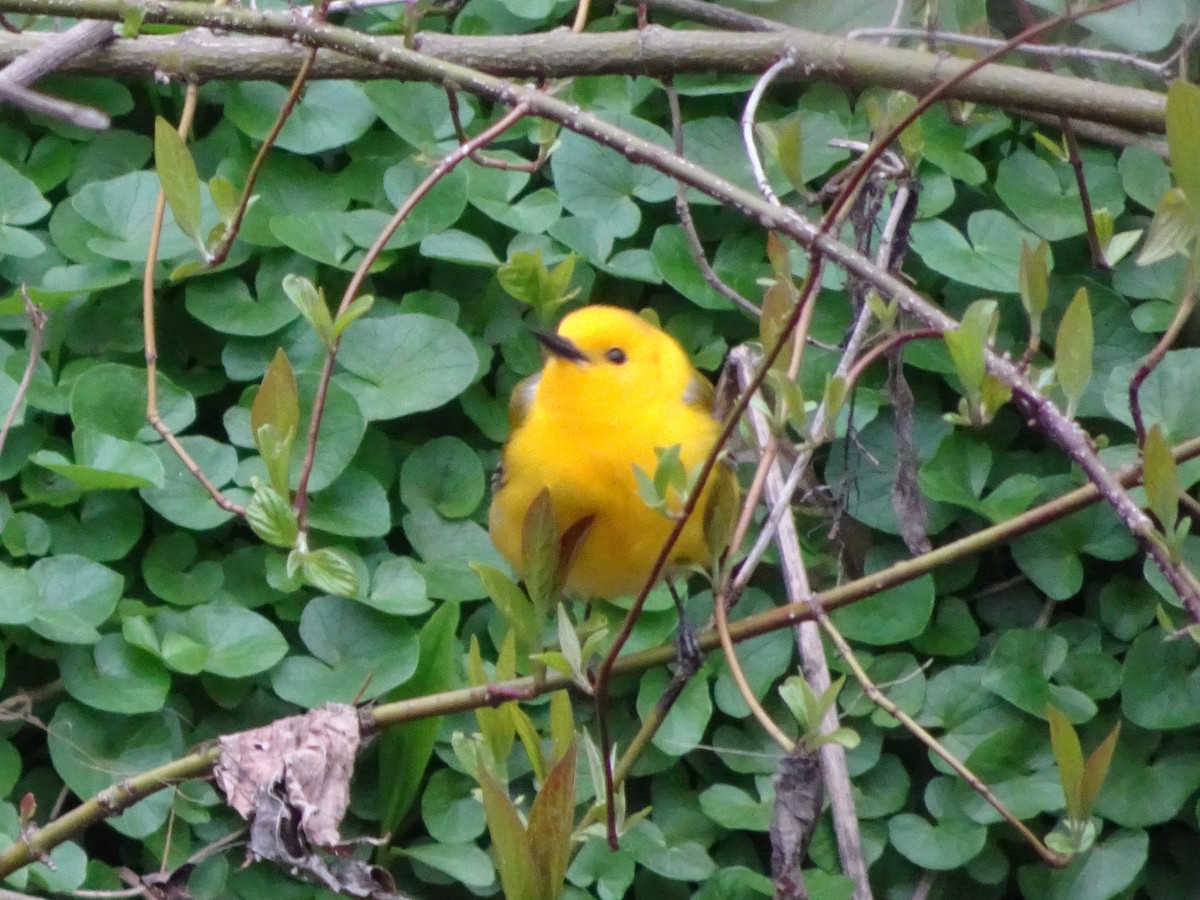 Prothonotary Warbler - ML445431471