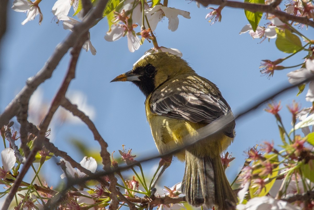 Orchard Oriole - Rob  Sielaff