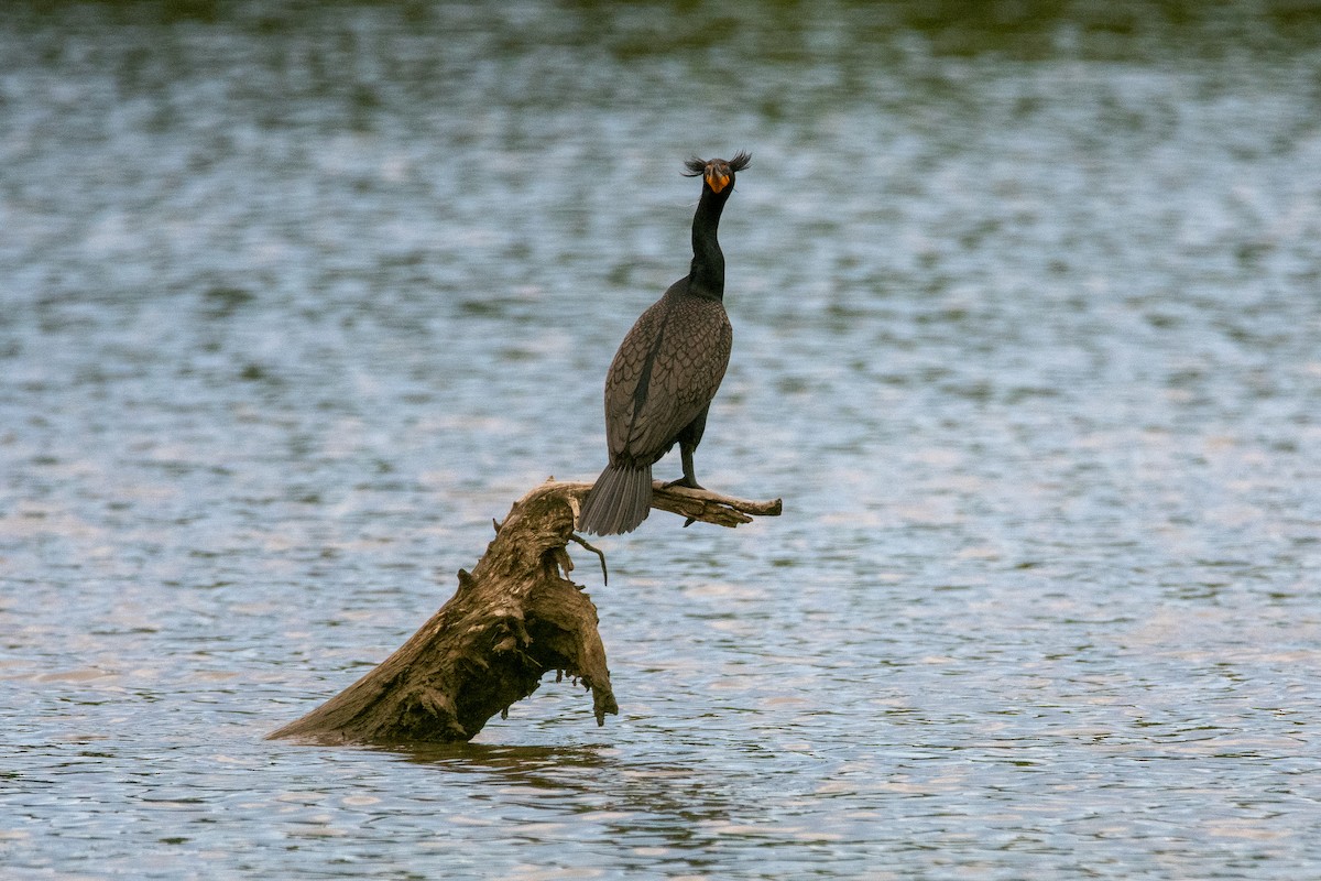 Cormoran à aigrettes - ML445433241