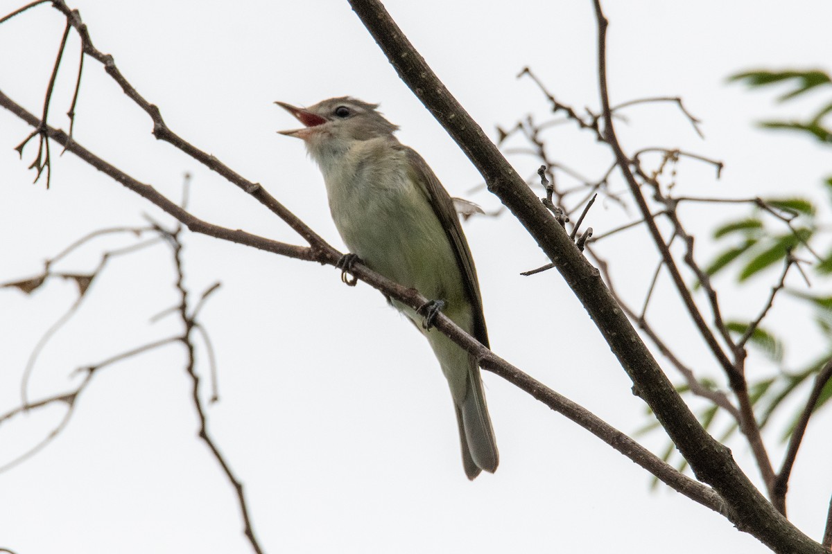 Vireo Gorjeador - ML445433301