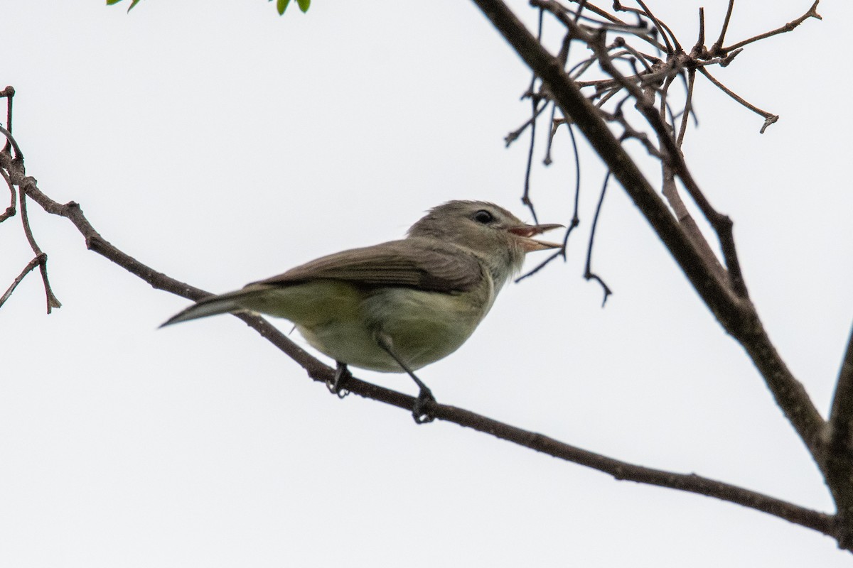 Warbling Vireo - ML445433321