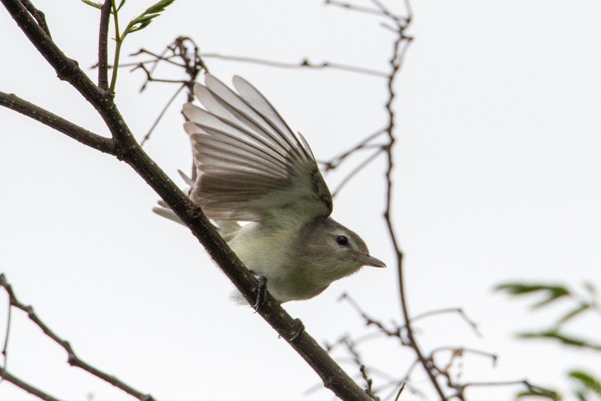 Vireo Gorjeador - ML445433331