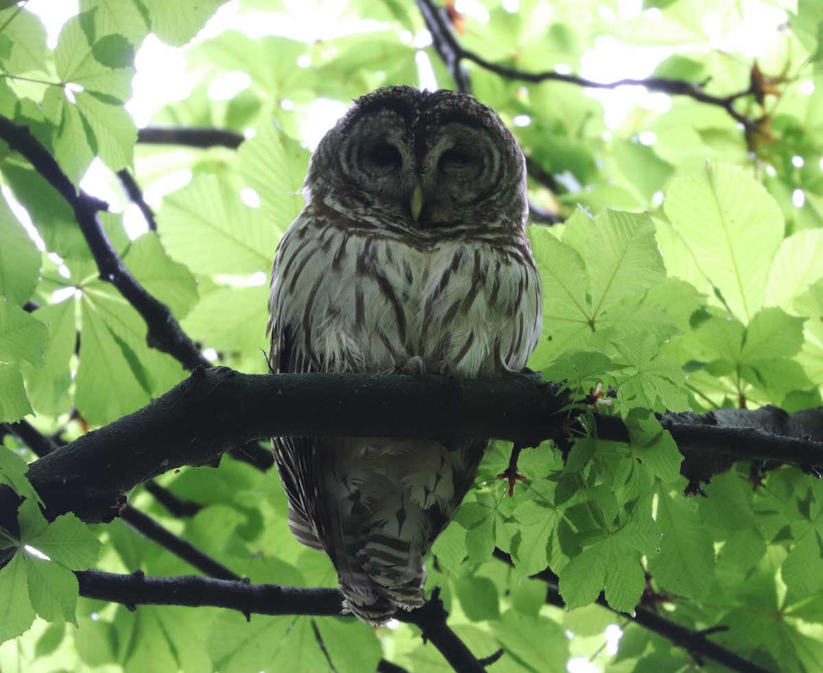 Barred Owl - ML445433461