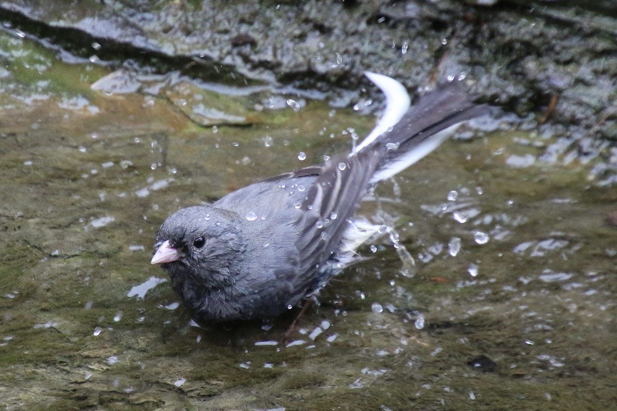 Dark-eyed Junco - ML445433501