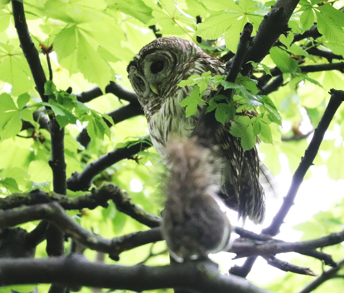 Barred Owl - ML445433511