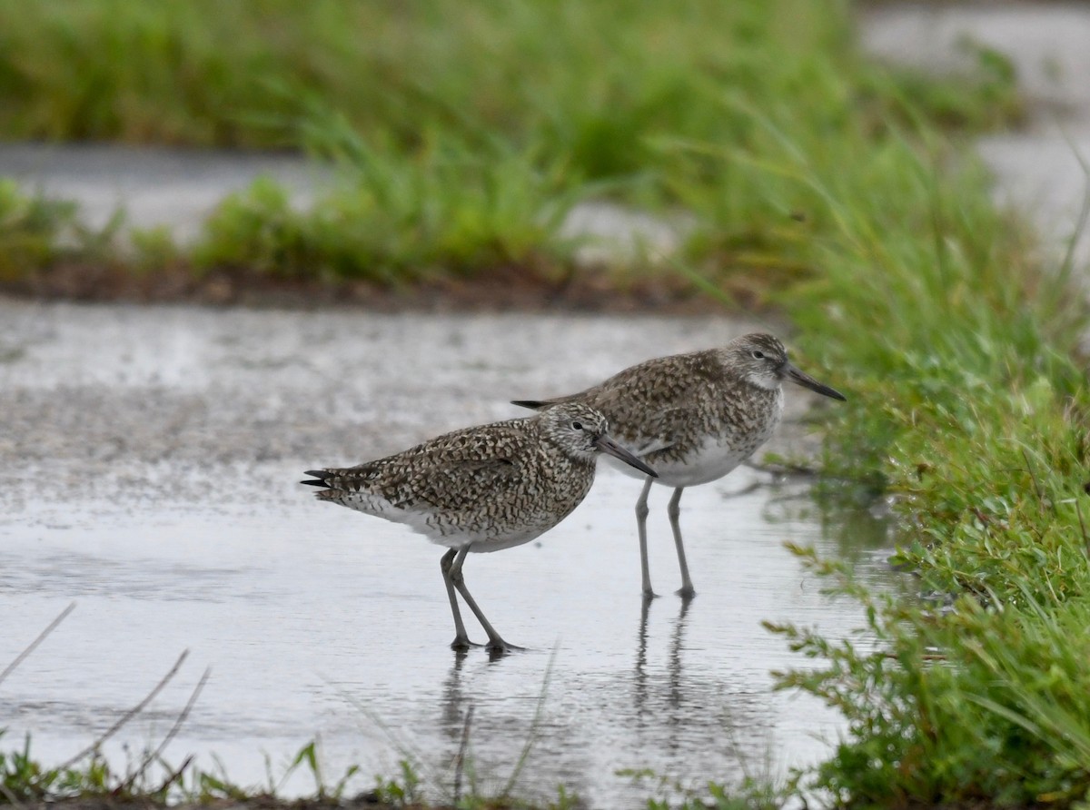 vodouš břehoušovitý (ssp. semipalmata) - ML445434521