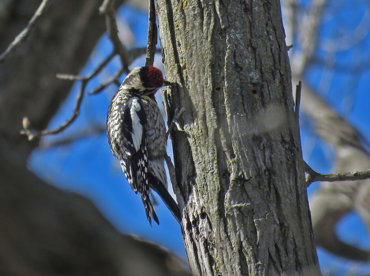 Yellow-bellied Sapsucker - ML445435571