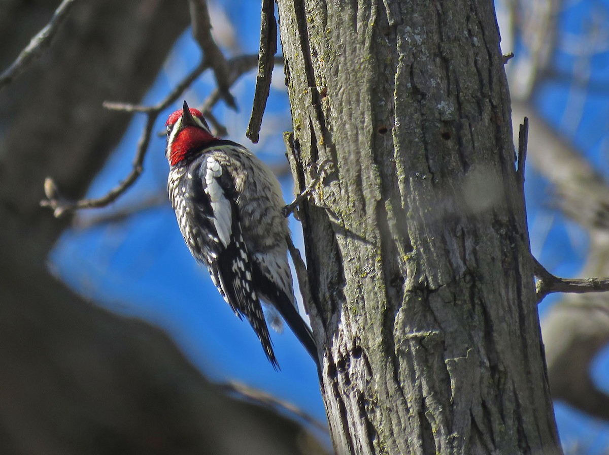 Yellow-bellied Sapsucker - ML445435581