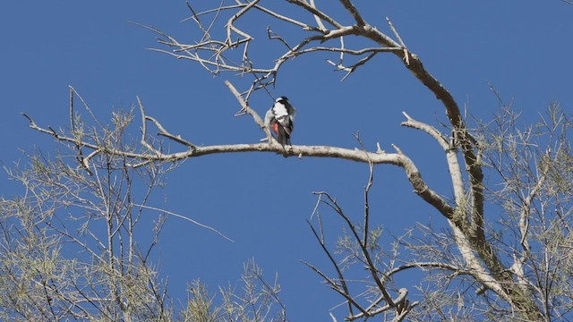 カオジロアカゲラ - ML445436851