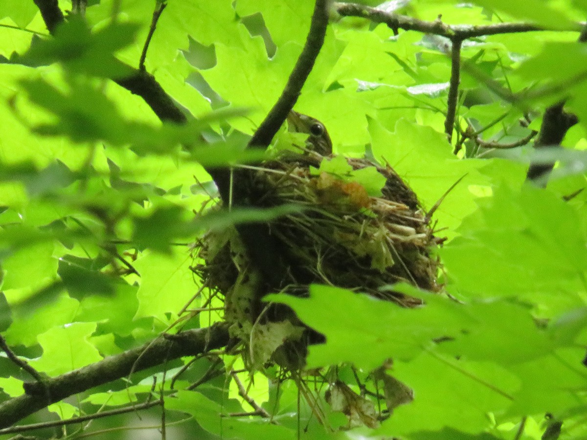 Wood Thrush - ML445438371