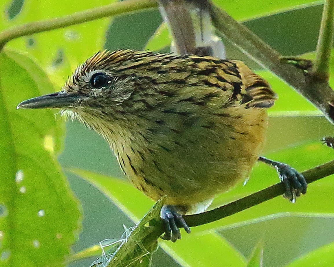 Streak-headed Antbird - Ryan Candee