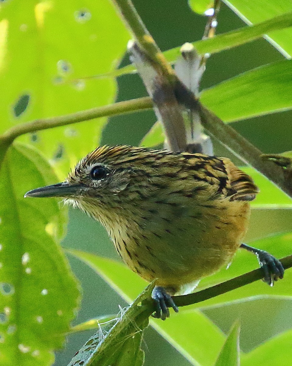 Streak-headed Antbird - Ryan Candee