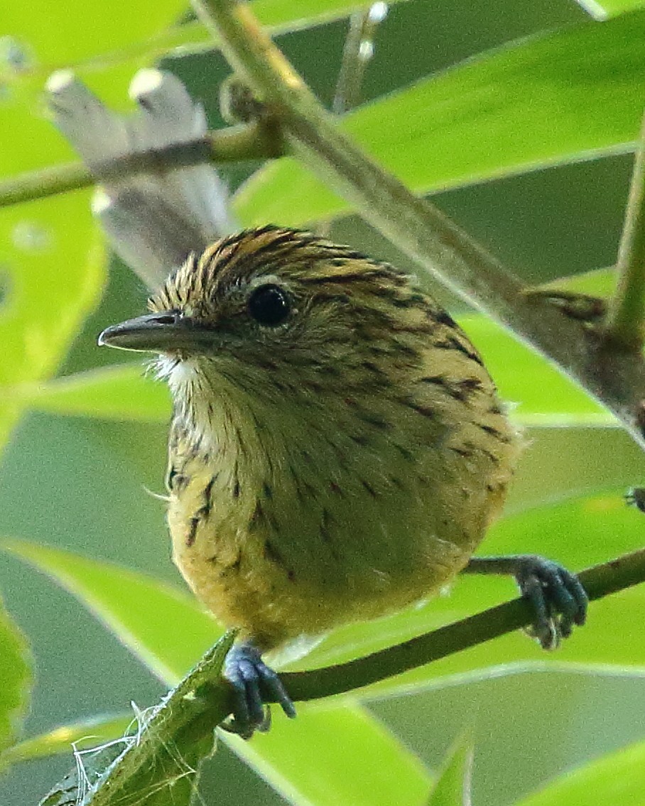 Streak-headed Antbird - Ryan Candee