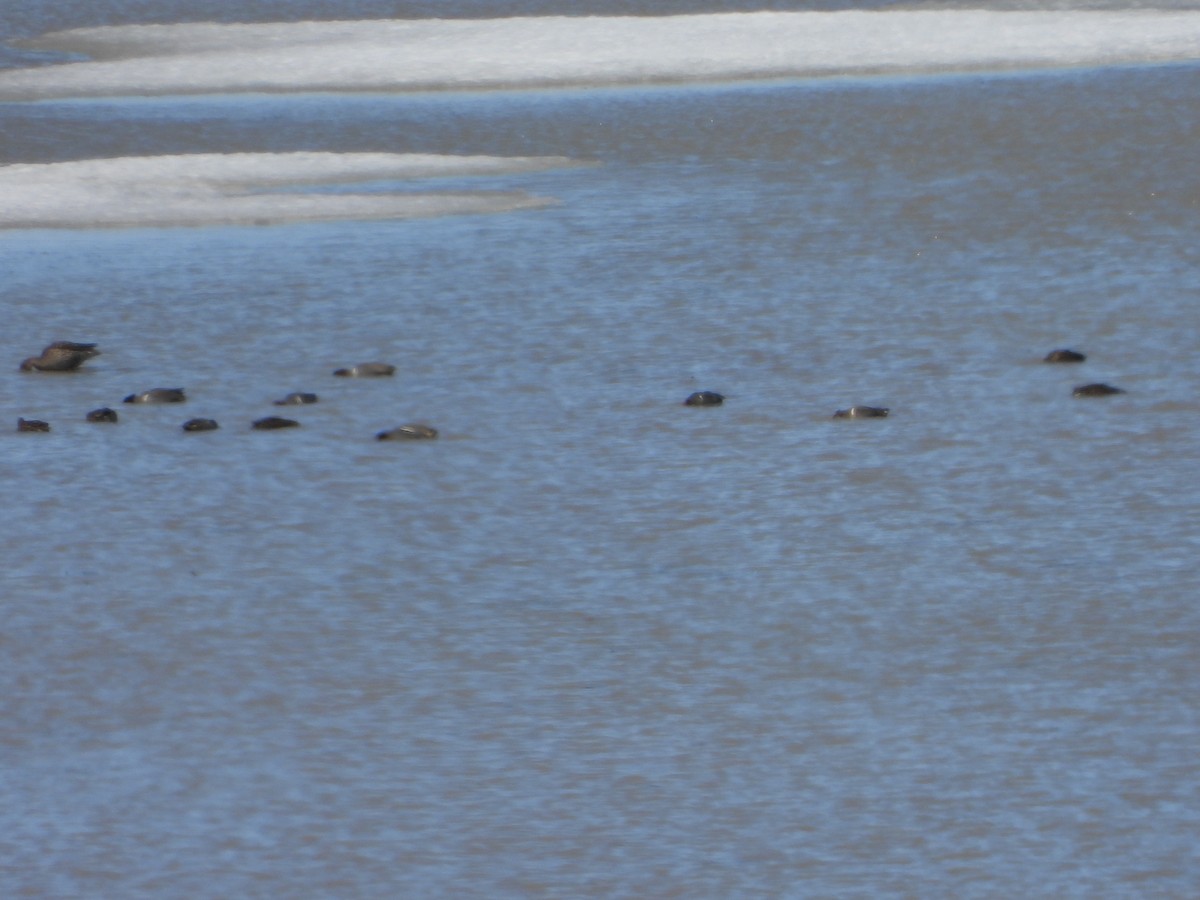 Green-winged Teal (Eurasian) - ML445439371