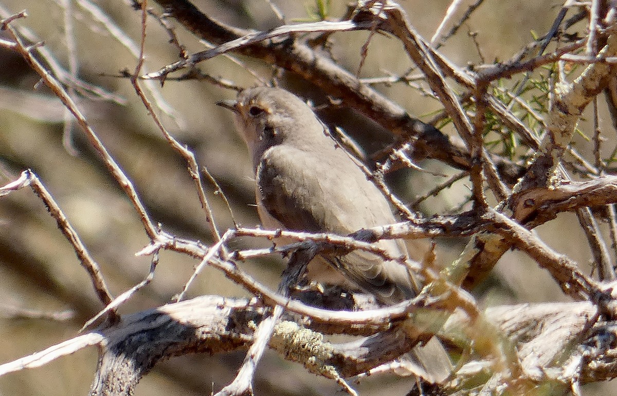 Black-eared Cuckoo - Rose Ferrell