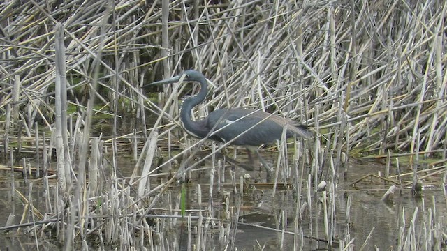 Tricolored Heron - ML445440221