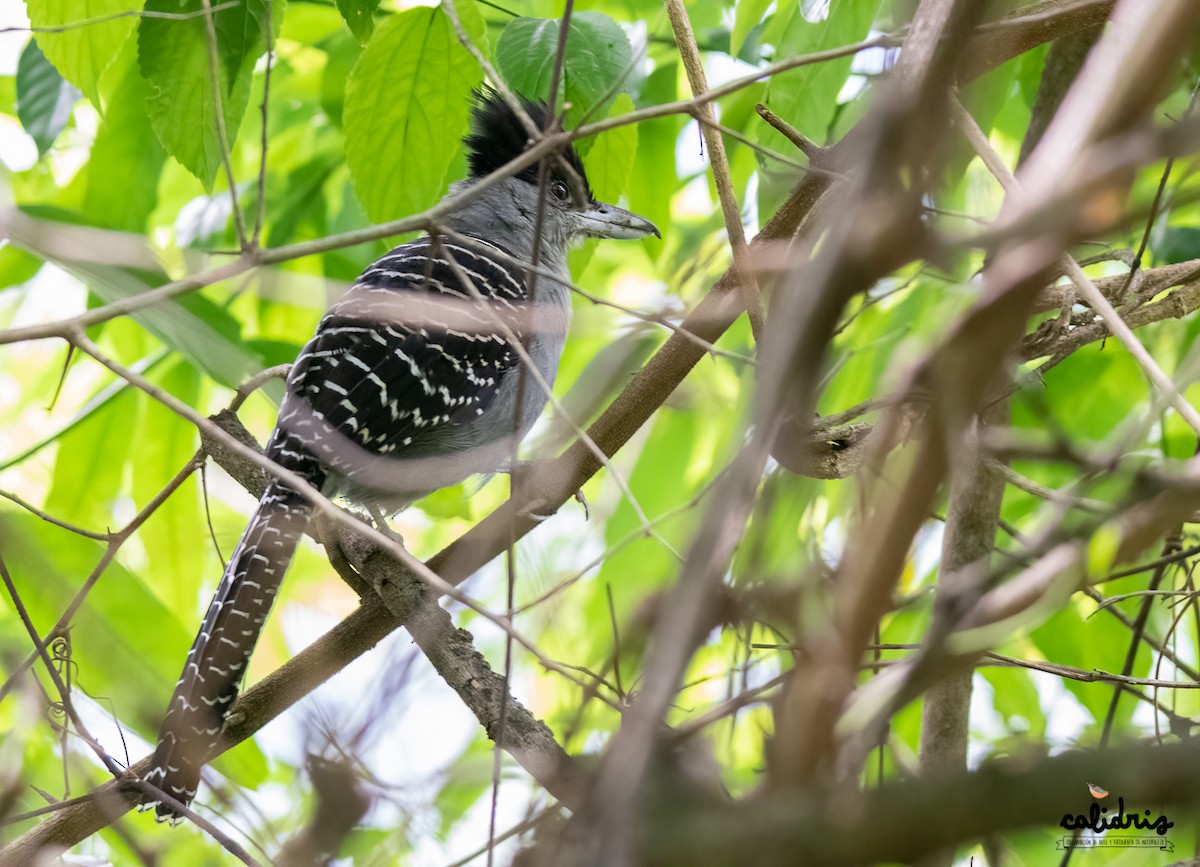 Giant Antshrike - Calidris Esperanza