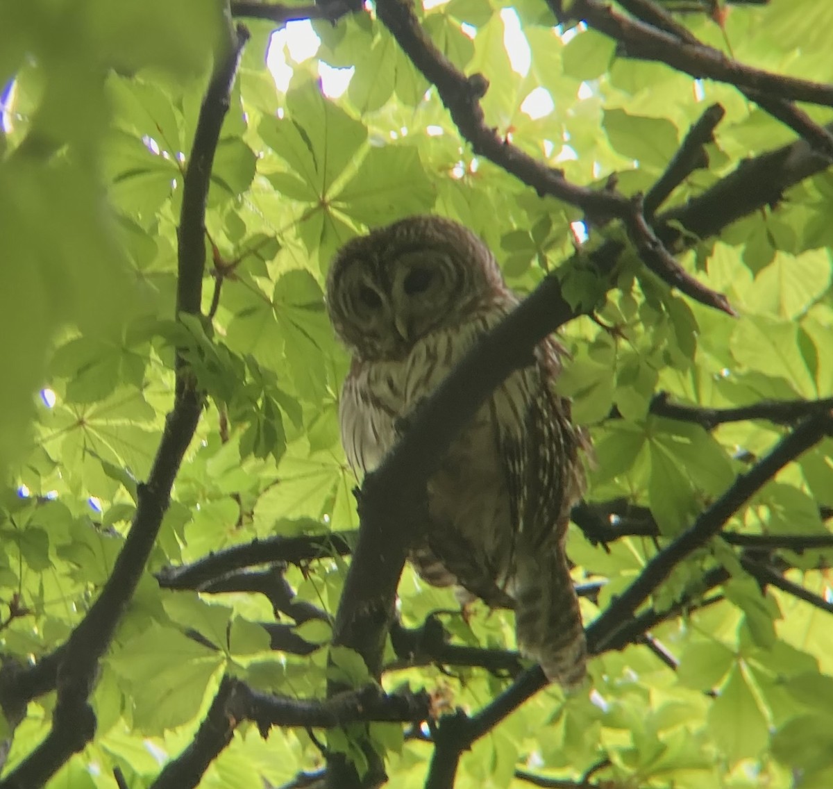 Barred Owl - ML445441521