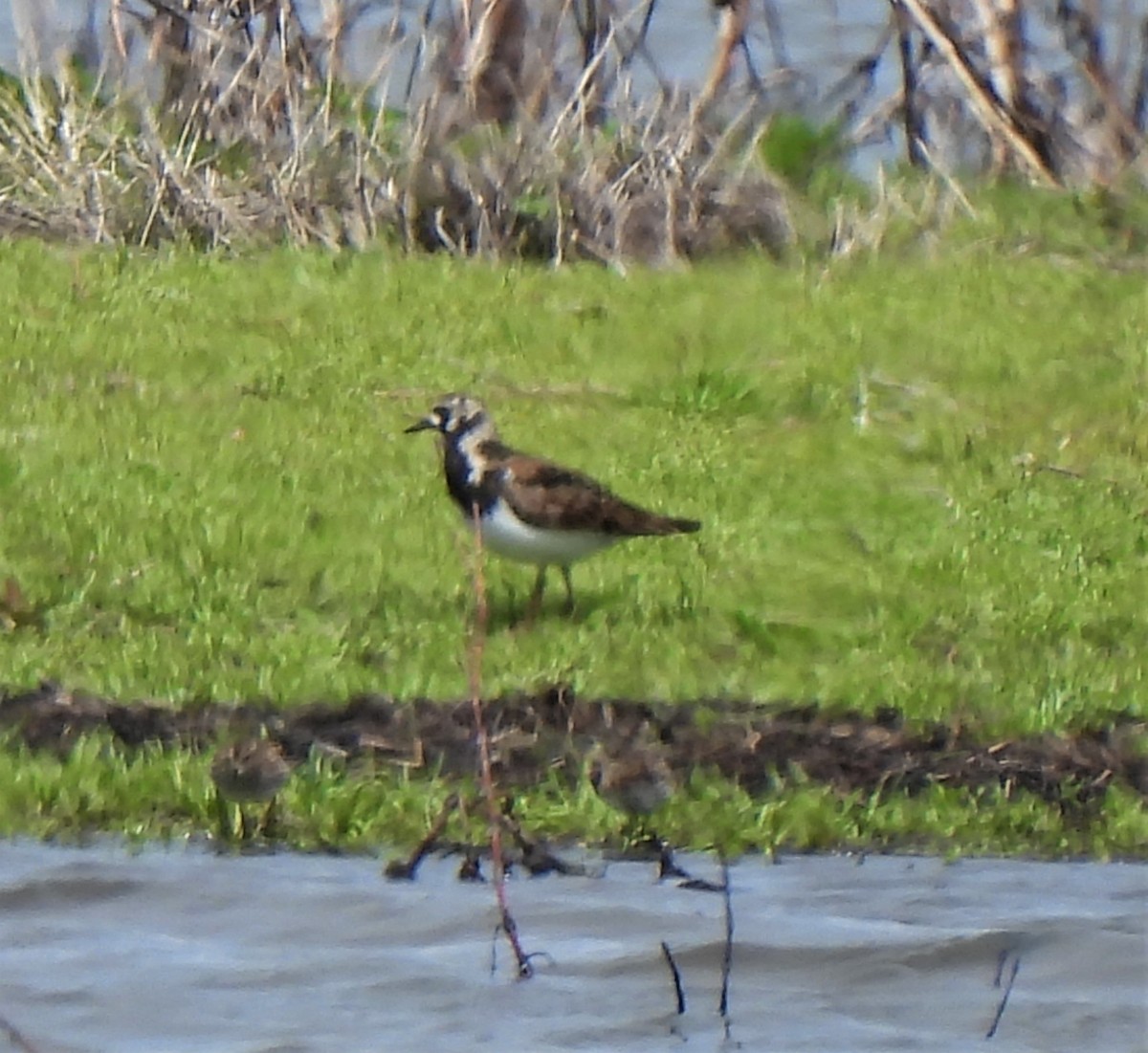 Ruddy Turnstone - Rick Bennett