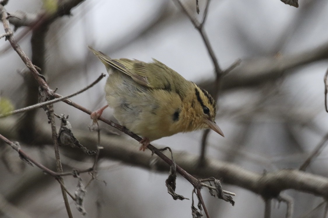 Worm-eating Warbler - ML445443461