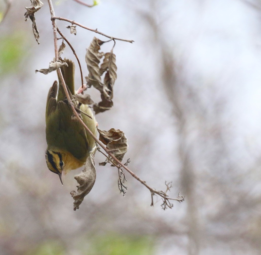 Paruline vermivore - ML445443471