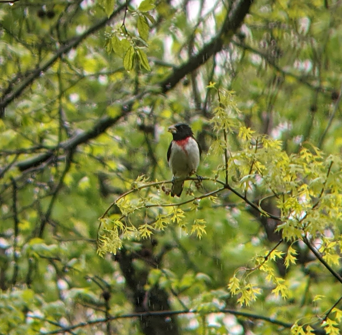 Rose-breasted Grosbeak - ML445443641